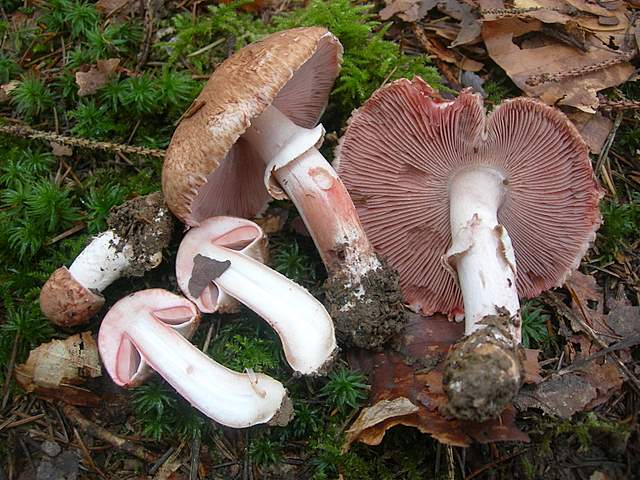 Prima  dell�era  glaciale